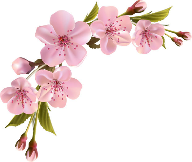 Sakura pink Flowers